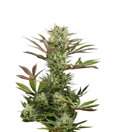 Deep Cheese fem (Dinafem Seeds) семена конопли