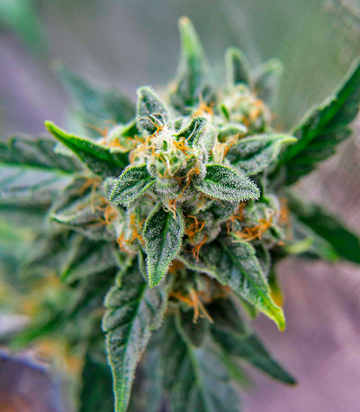 Durban Poison Auto fem (Humboldt Seed Company) семена конопли