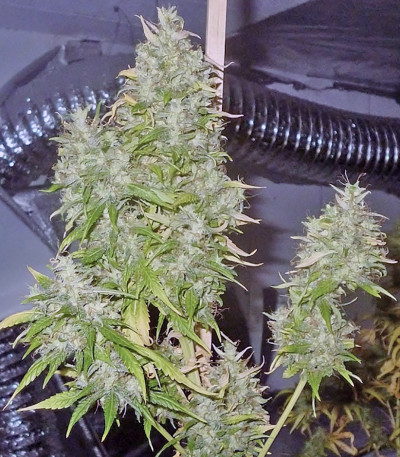 Fast & Vast Auto fem семена конопли