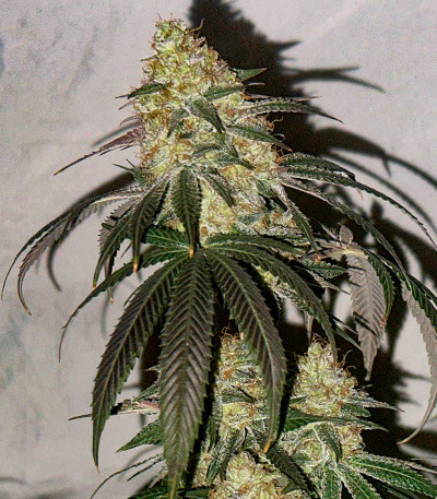 Gary Payton fem (Barney's Farm) семена конопли