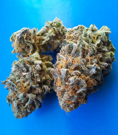 Glue Cookies fem (AlphaFem Seeds) семена конопли