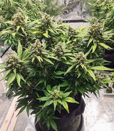 Gorilla Auto (Gorilla Glue Auto) fem Fastbuds семена конопли