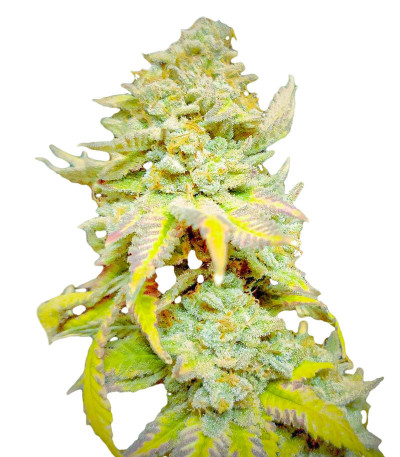 Микс Heavy Kickers Mix fem (Herbies Seeds) семян конопли