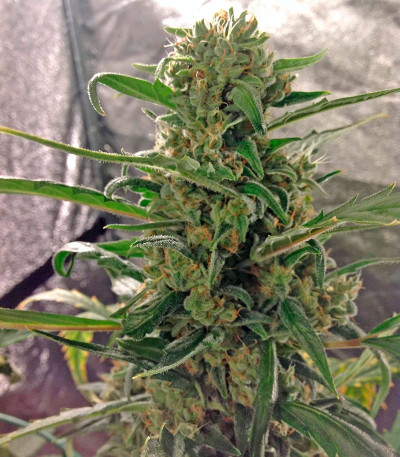 Green Crack Auto fem (FastBuds) семена конопли