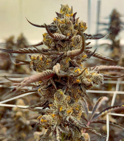 Mellowz fem (Compound Genetics) семена конопли