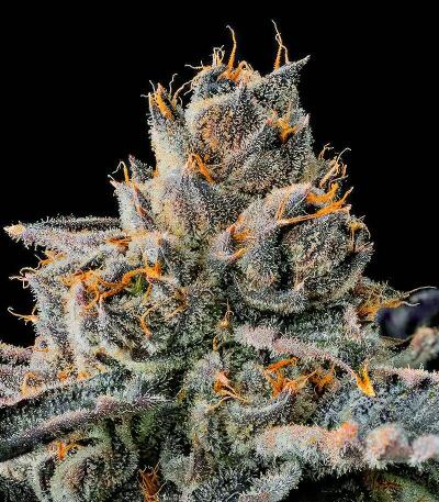 New Money fem (Compound Genetics) семена конопли