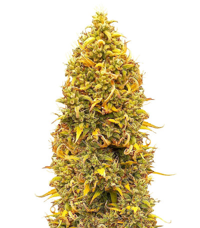 Orange Buddy Auto fem (Herbies Seeds) семена конопли