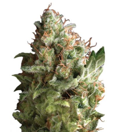 Pipi fem (Pyramid Seeds) семена конопли