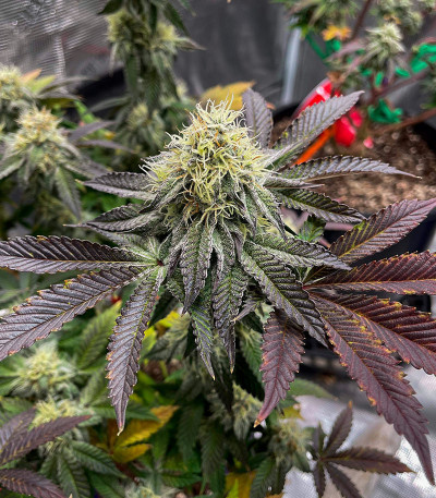 Poddy Mouth fem (Humboldt Seed Company) семена конопли