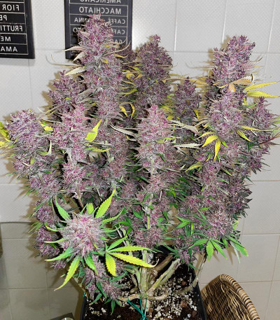 Purple Juice Auto fem (Herbies Seeds) семена конопли