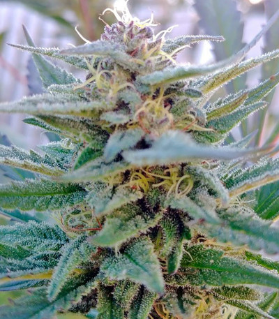 Queso (Kiss) fem семена конопли