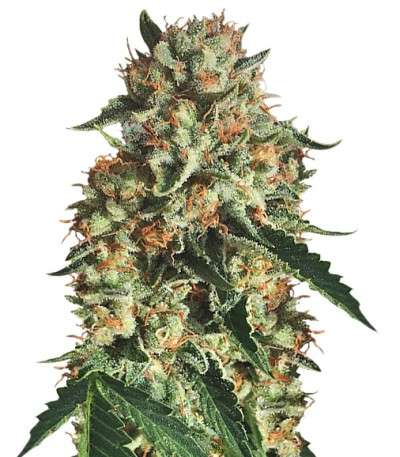 Sapphire OG fem (Humboldt Seed Organization) семена конопли