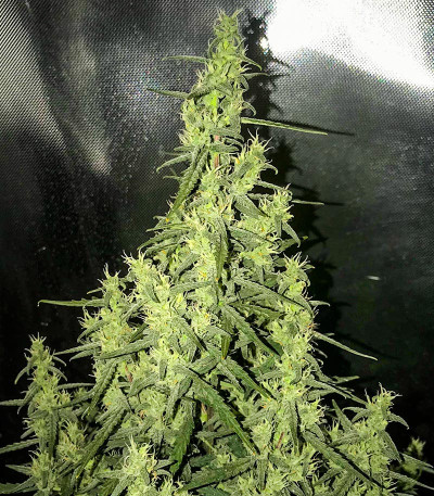 Sour Diesel Auto fem (Herbies Seeds) семена конопли