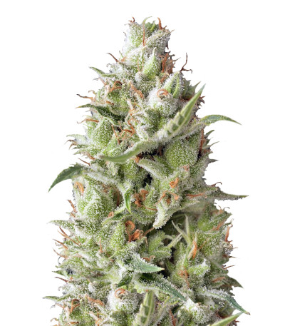Sumo's OG Kush Auto fem (Sumo Seeds) семена конопли
