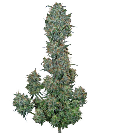 Sweet Special F1 Fast version fem (Sweet Seeds) семена конопли