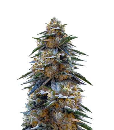 Tahoe Cure fem (Pyramid Seeds) семена конопли