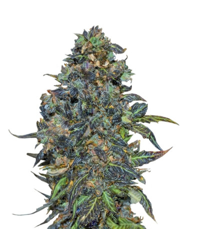 Taison Auto fem (VIP seeds) семена конопли