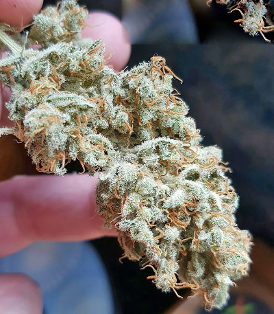 Cinderella's fem (Sumo Seeds) семена конопли