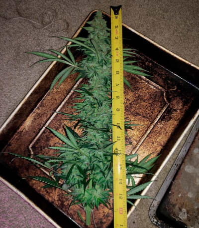 Ultra Power Plant fem (Victory Seeds) семена конопли