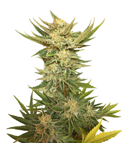 Vodka Lemon (Kalashnikov Seeds) семена конопли