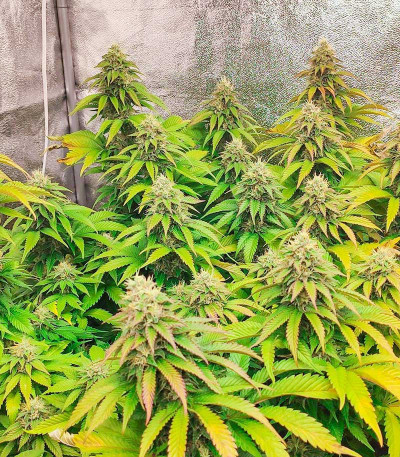 Watermelon Zkittlez Auto fem семена конопли