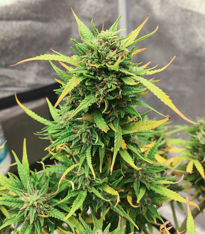 Wedding Cake fem (Barney's Farm) семена конопли