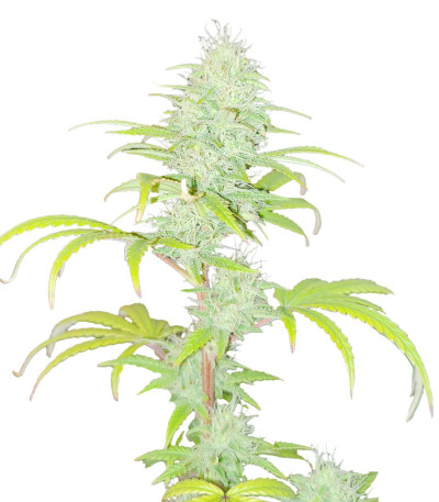 Wedding Cake fem (Barney's Farm) семена конопли