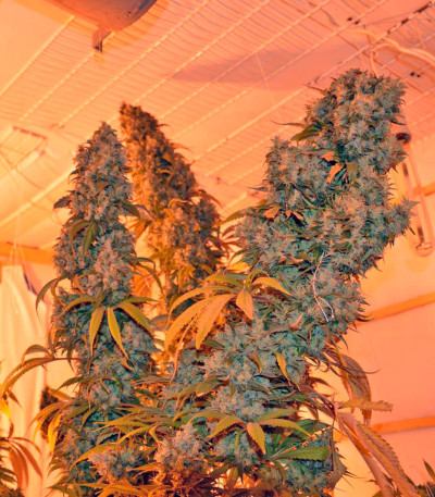 Y Griega fem семена конопли