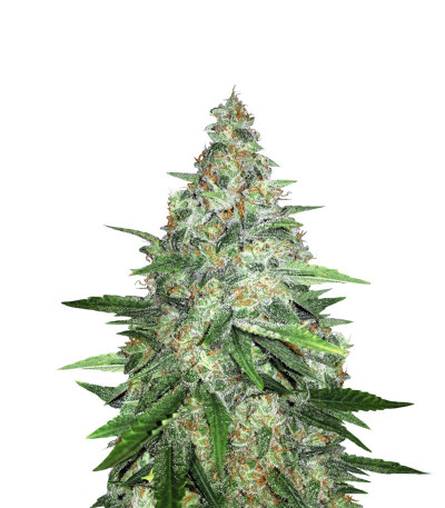 Zkittlez fem (Original Sensible Seeds) семена конопли