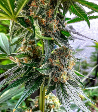 King's Juice(Green House Seeds) семена конопли