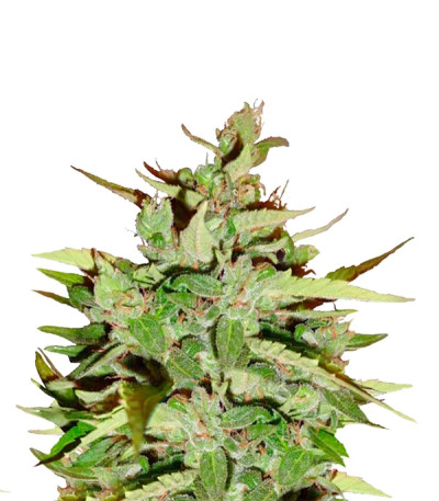 Stress Killer Automatic fem (Royal Queen Seeds) семена конопли