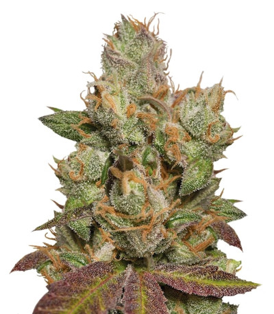 707 Truthband by Emerald Mountain fem семена конопли