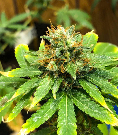 Bubba Kush fem семена конопли