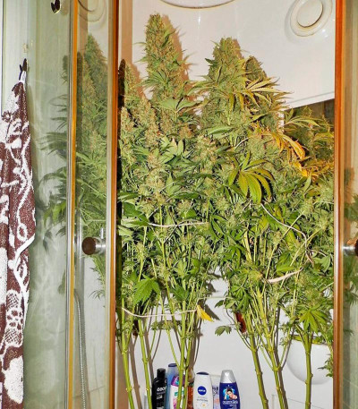 Blue Thai fem (Dinafem Seeds) семена конопли