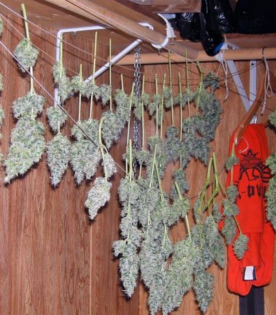 Chemdog fem (Green House Seeds) семена конопли