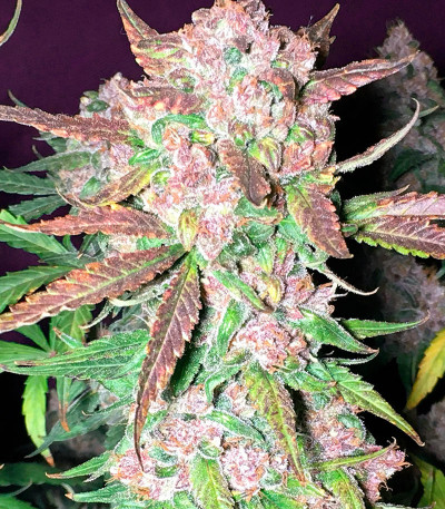 Cookies USA fem (Pyramid Seeds) семена конопли