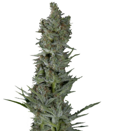 Critical Plus Auto fem (Trikoma Seeds) семена конопли