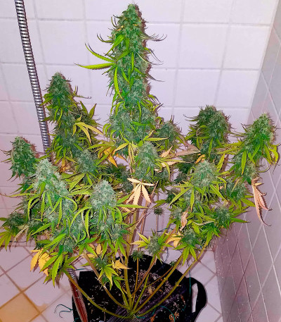 Dolly Kush fem (Dr. Krippling Seeds) семена конопли
