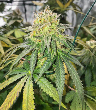 Dozy Doz fem (AlphaFem Seeds) семена конопли