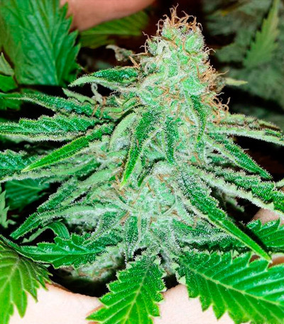 Furious Candy fem семена конопли