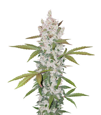 Gelato Auto fem (FastBuds) семена конопли