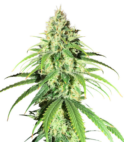 Glue Sherbert fem (AlphaFem Seeds) семена конопли