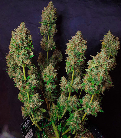 Godzilla Cookies Auto fem (Herbies Seeds) семена конопли