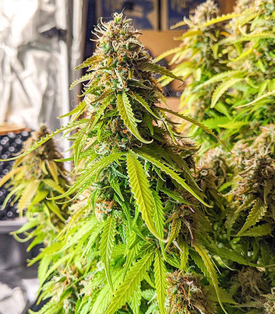 Gorilla Glue Auto fem семена конопли