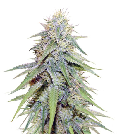 Grand Master Kush reg (Sumo Seeds) семена конопли