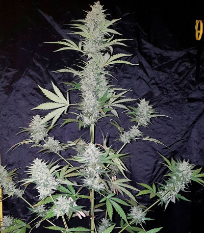 Impala 64 Haze Auto fem (Sumo Seeds) семена конопли