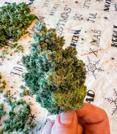 Jealousy Kush fem (Seedkeepers) семена конопли