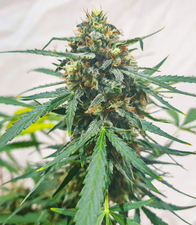 Kali Banner fem (AlphaFem Seeds) семена конопли