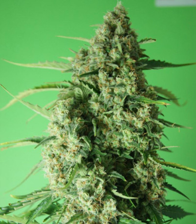 Kripple Roulette fem (Dr. Krippling Seeds) семена конопли