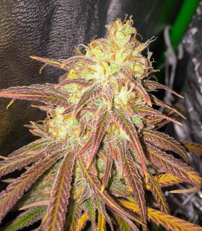 Orange Kush Cake R1 fem (Ethos Genetics) семена конопли